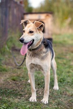 A cheerful big dog with a chain tongue sticking out. Portrait of a dog on a chain that guards the house close-up. A happy pet with its mouth open. Simple dog house in the background