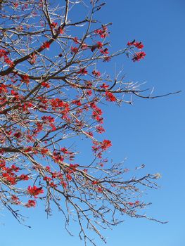 a tree with bright red spring blossom