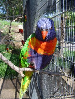 spectacular colours a captive Rainbow Lorikeet