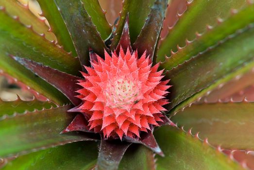 macro image pineapples growing on a pineapple plantation