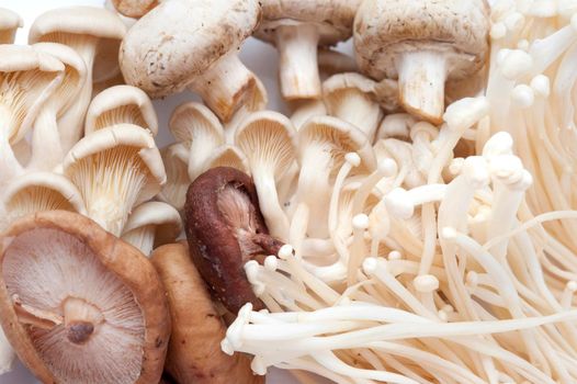 Assorted fresh edible mushrooms with enoki, shiitake, hiratake, oyster and agarics for use as a savoury flavouring in gourmet cuisine