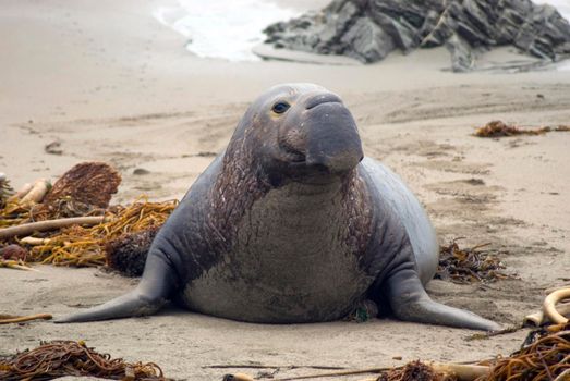 an large elephant seal - alpha male on the beach at Año Nuevo State Reserve