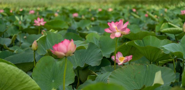 A pink lotus flower sways in the wind. Against the background of their green leaves. Lotus field on the lake in natural environment