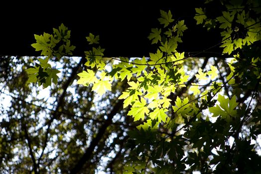 dappled sunlight streaming through leaves on a tree