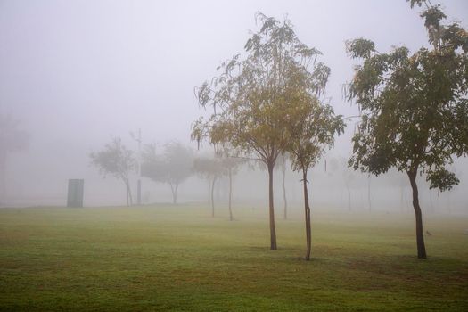 Foggy morning in the park.