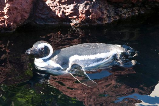 a black and white penguin swimming through the water