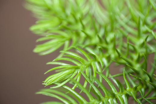 Close Up of Sprigs of Fresh Green Pine Needles, New Tree Growth