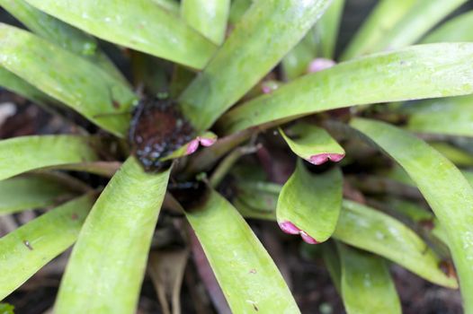 Nature Detail of Center of Oyster Plants Growing with Pink Tipped Leaves