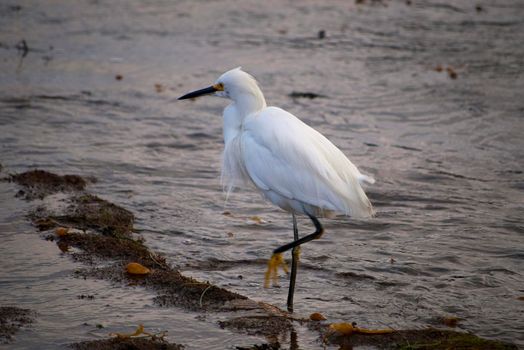 a great white heron looking for food at low tide