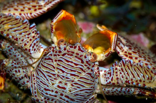 underwater marine life, a colourful crab