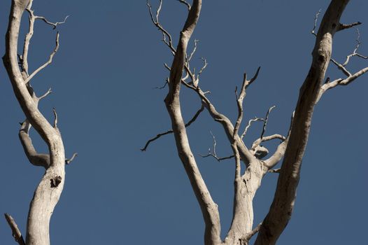 Stark dry dead branches or boughs against a clear sunny blue sky conceptual of the life cycle of plants or a natural disaster