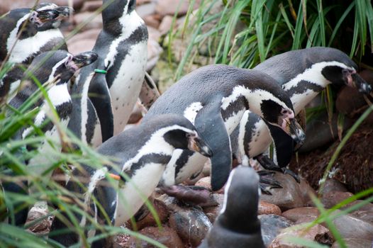 Group of Humbolt penguins, spheniscus humboldti, which originated from South America