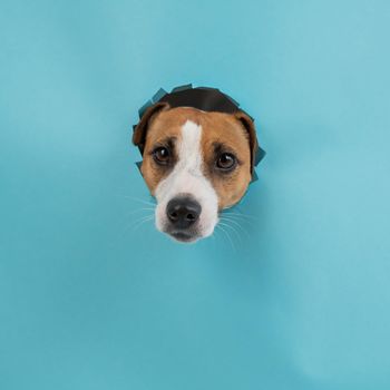 Funny dog muzzle from a hole in a paper blue background