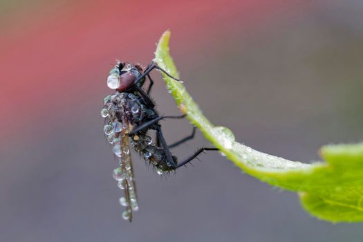 A fly covered in water droplets. 