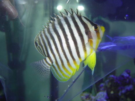 a striped butterfly fish, acclimatising in an aquaruim