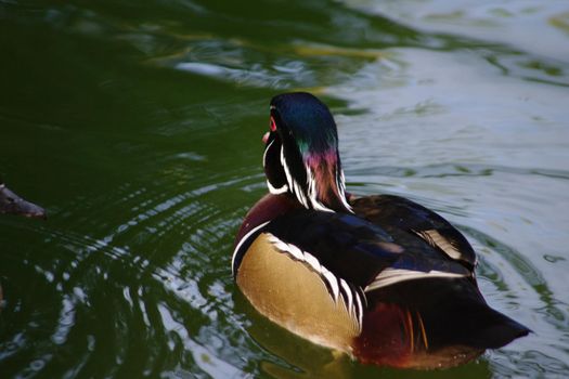 the male wood duck has a more colourful plume than the female