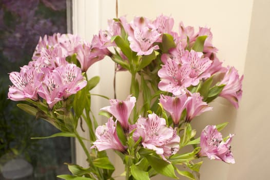 Bouquet of pink Peruvian lilies or lilies of the Incas, decorative fragrant flowers with green leaves, indoors