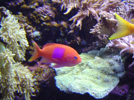 a coral reef display in an aquarium