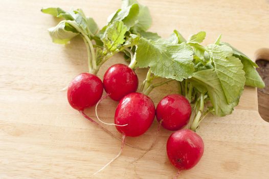 Crispy fresh red radish with leaves ready for a summer salad on a wooden kitchen table with copy space