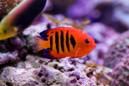 a bright orange flame angel fish