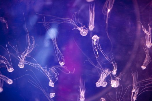 Bloom or swarm of tiny jellyfish illuminated in an aquarium with their tentacles trailing out behind them as they swim