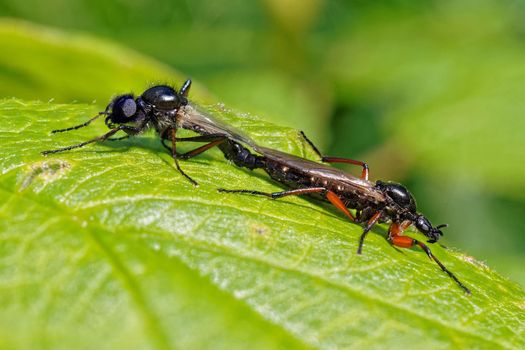 March flies mating in summer.