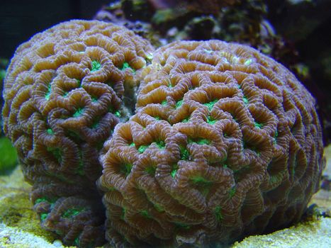 brightly coloured brain corals of the Favites species 