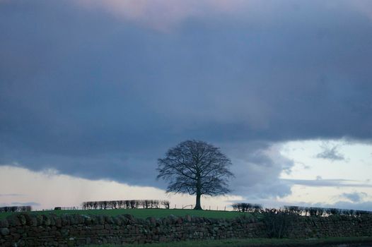 winter trees and rolling english hills