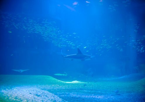 Hammerhead shark swimming underwater in the distance in a marine aquarium