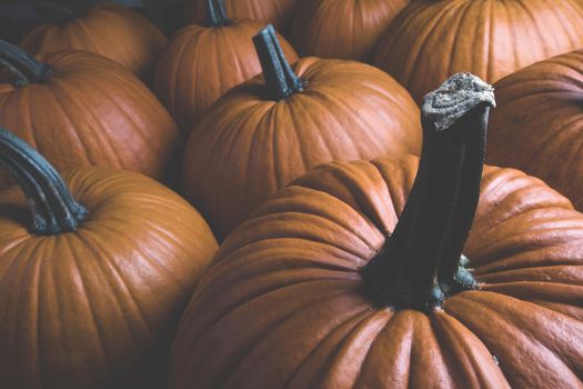 Dark pumpkin background of many pumpkins, Halloween or Thanksgiving day concept