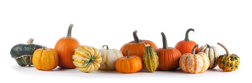 Many various pumpkins in a row isolated on white background, Halloween or Thanksgiving day concept