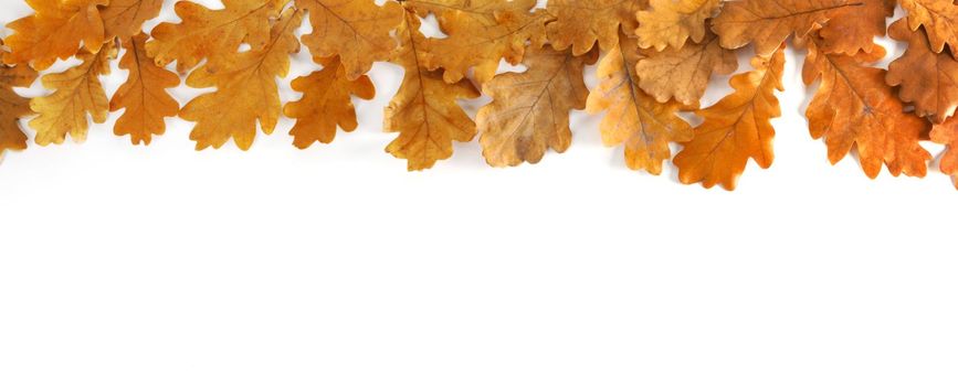 Yellow autumn oak leaves border frame for design isolated on white background, copy space for text
