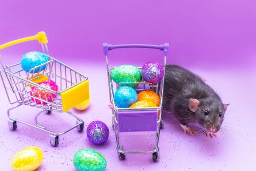 Happy Easter background. Easter eggs are colorful in a shopping basket on purple paper. Dumbo rat stands on its hind legs and leans on a basket. Holiday concept. Copy space for text