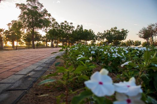 Al Warqa park in Dubai on early morning. UAE.
