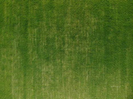 Green wheat field in countryside, close up. Field of wheat blowing in the wind at sunny spring day. Young and green Spikelets. Ears of barley crop in nature. Agronomy, industry and food production