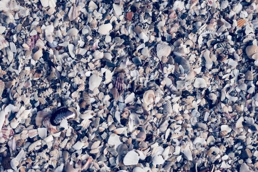 Close-up seashells on beach sand summer day. Abstract ocean background pattern collection.