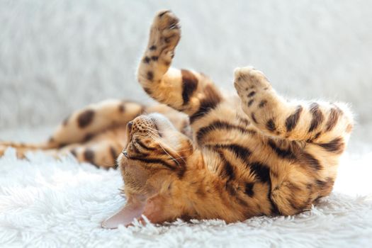 Bengal kitty cat laying on the white fury blanket indoors