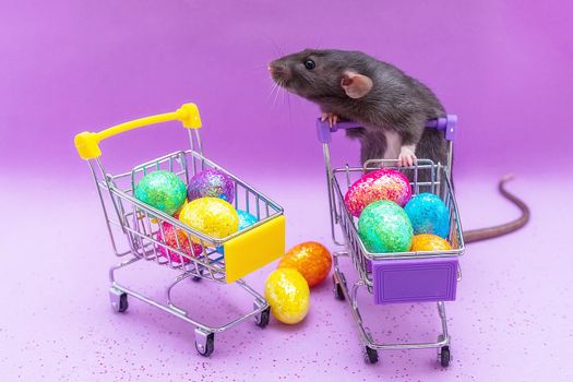 Happy Easter background. Easter eggs are colorful in a shopping basket on purple paper. Dumbo rat stands on its hind legs and leans on a basket. Holiday concept. Copy space for text