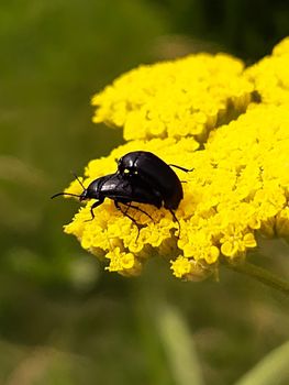 Steppe slow beetle on a yellow flower breeds with a female close-up.