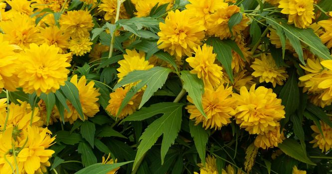 Large yellow flowers of Rudbeckia laciniata in front of a rustic house. Large yellow inflorescences