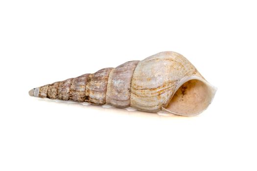 Image of rhinoclavis aspera is a species of sea snail, a marine gastropod mollusk in the family Cerithiidae isolated on white background. Undersea Animals.