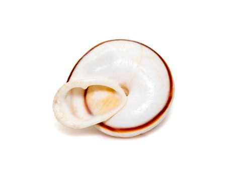 Theba is a taxonomic genus of air-breathing land snails, medium-sized pulmonate gastropod mollusks in the family Helicidae, the true snails. Undersea Animals. Sea Shells.