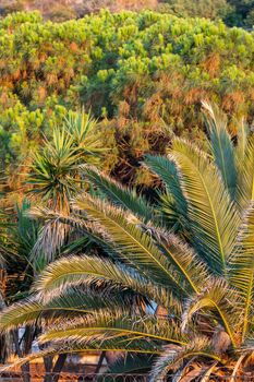 Green palm trees and bushes at Calabria seaside, Southern Italy