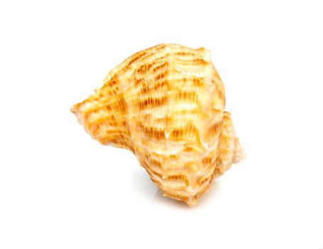 Image of seashell rapana rapiformis on a white background. Undersea Animals. Sea shells.