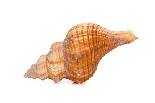 Image of Trapezium Horse Conch / Striped Fox Conch seashell (Pleuroploca trapezium) isolated on white background. Undersea Animals. Sea Shells.