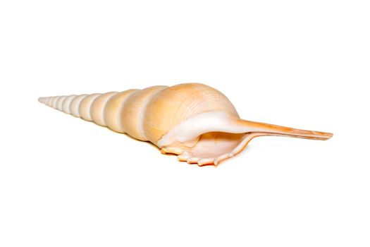 Image of Tibia Fusus sea shells (Spindle tibia or Shinbone tibia gastropod) on a white background. Sea shells. Undersea Animals.