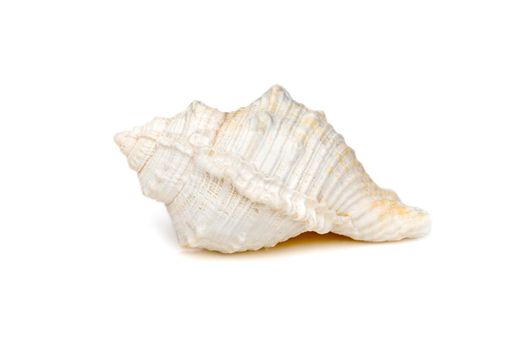 Image of white conch seashells on a white background. Undersea Animals. Sea Shells.