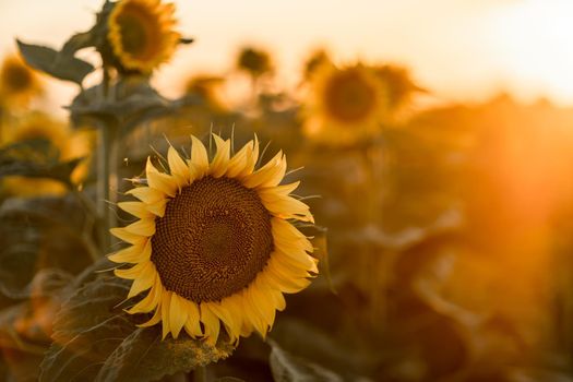 A beautiful field of sunflowers against the sky in the evening light of a summer sunset. Sunbeams through the flower field. Natural background. Copy space