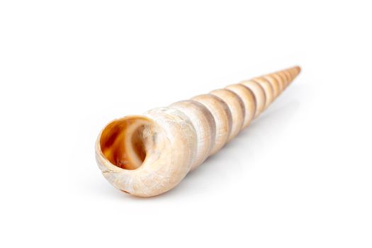 Image of pointed cone shell (Terebridae) on a white background. Undersea Animals. Sea Shells.