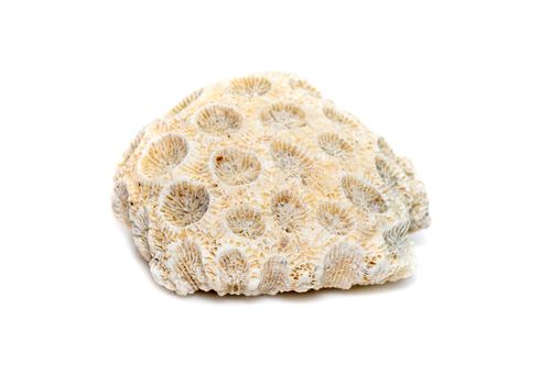 Image of coral cubes on a white background. Undersea Animals.